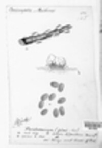 Cronartium pini image